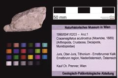 Foto (Objekt + Etiketten) von Cracensigillatus acutirostrus (Moericke, 1889) (NHMW-GEO-1990-0041-0203)